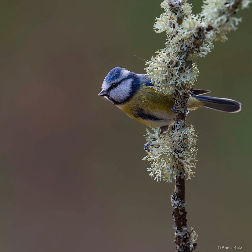 Scottish Bird - ID: 15378845 © Annie Katz