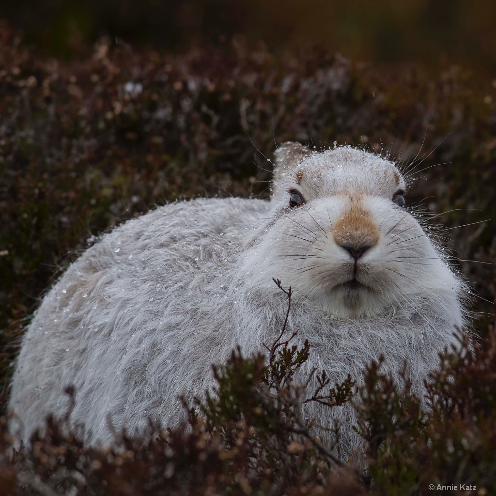 Scottish Hare - ID: 15378846 © Annie Katz