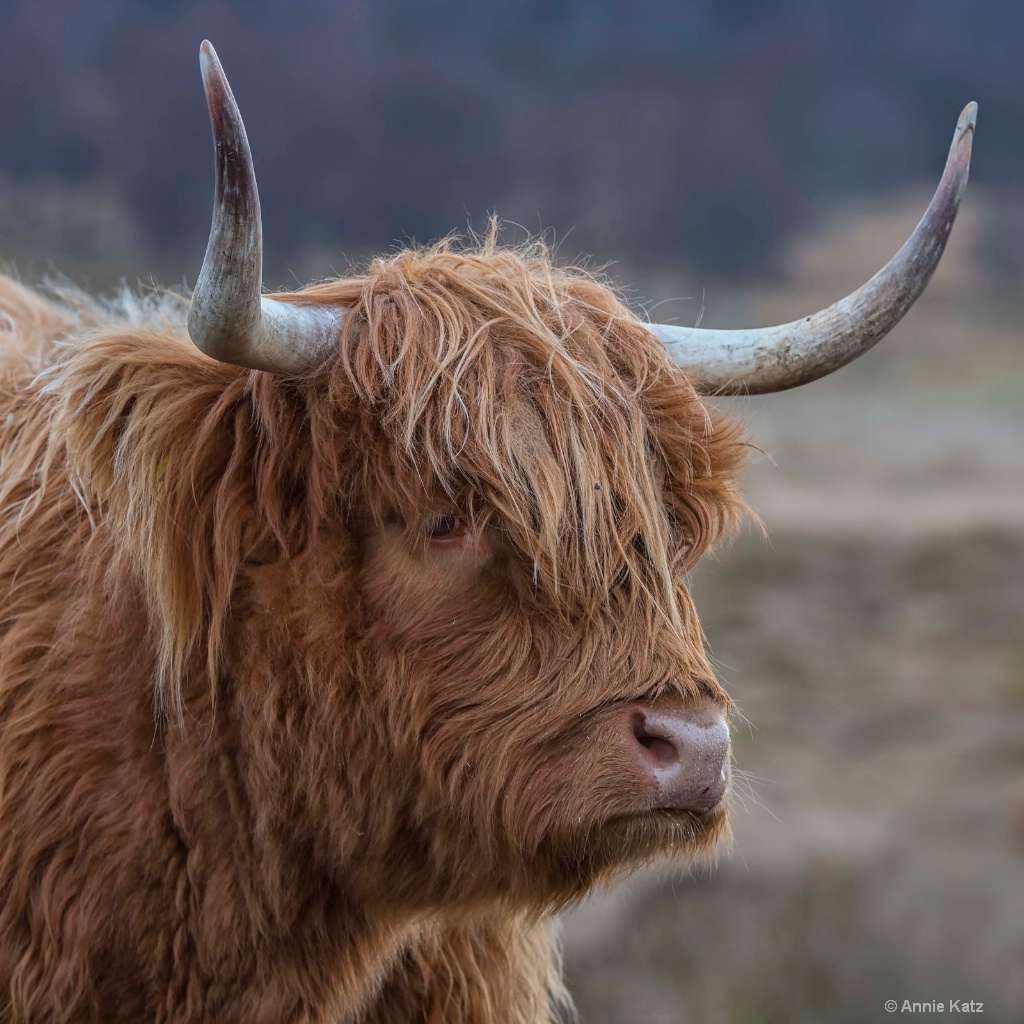 Scottish Highland Cow - ID: 15378848 © Annie Katz