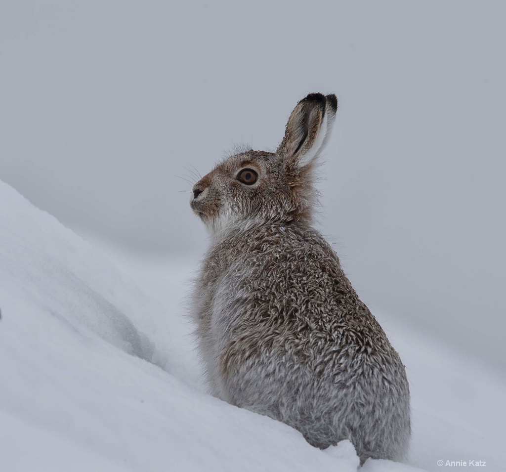 Scottish Mountain Hare - ID: 15378850 © Annie Katz