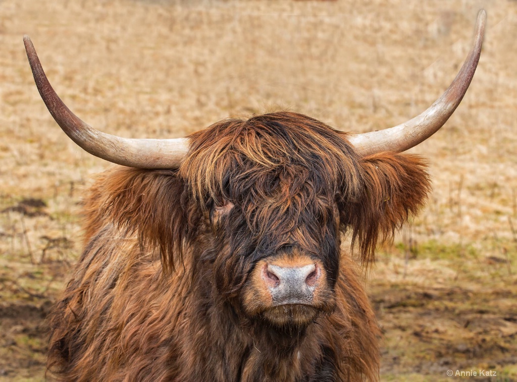 Shaggy Highland Cow - ID: 15378855 © Annie Katz