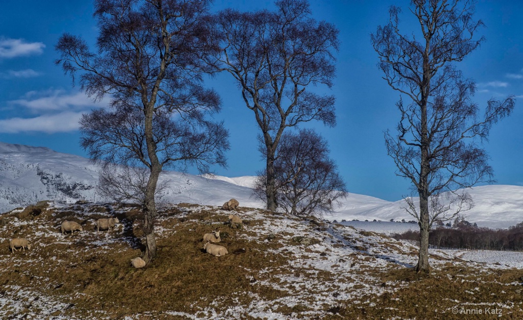 Sheep in Scotland - ID: 15378856 © Annie Katz