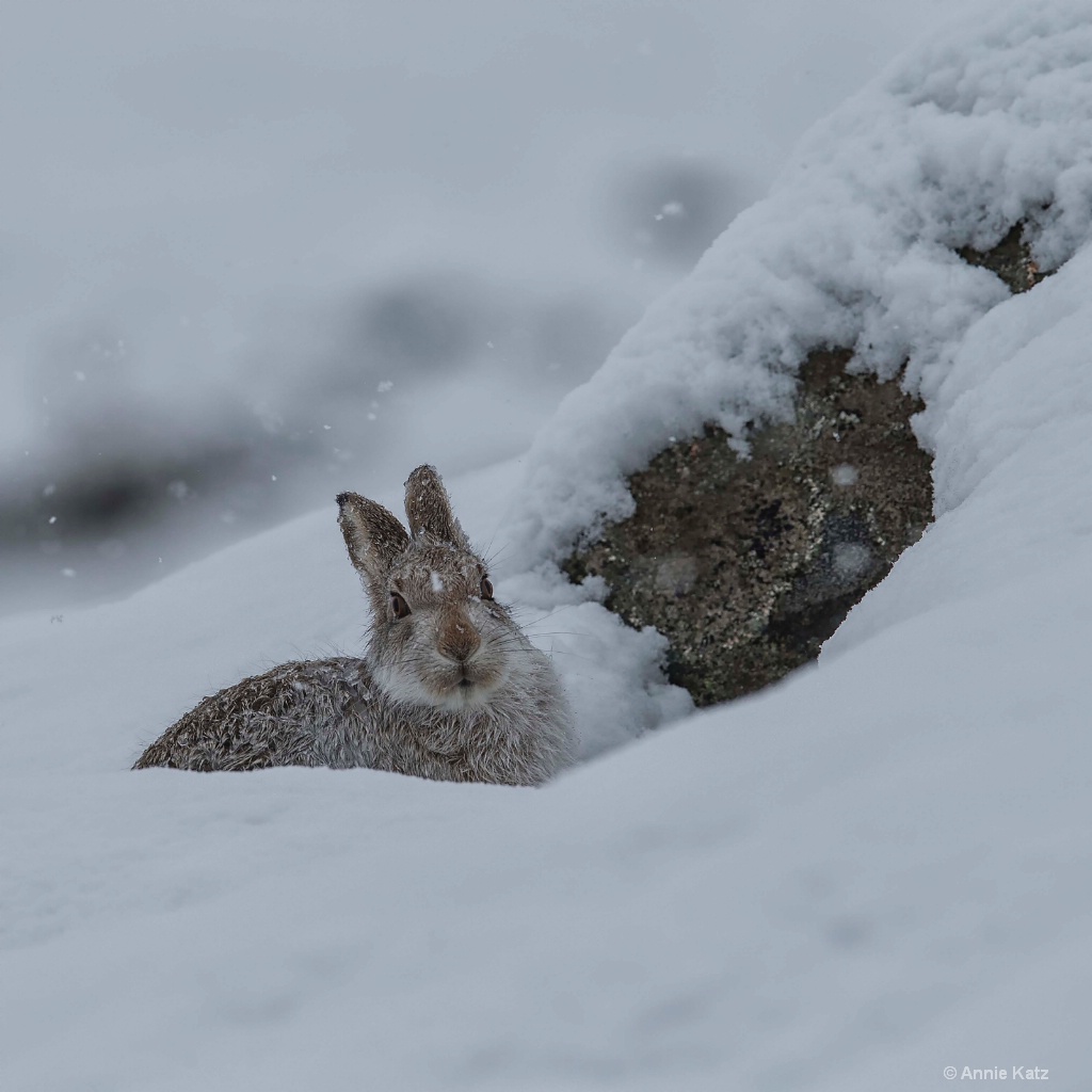 Snowy Hare - ID: 15378859 © Annie Katz