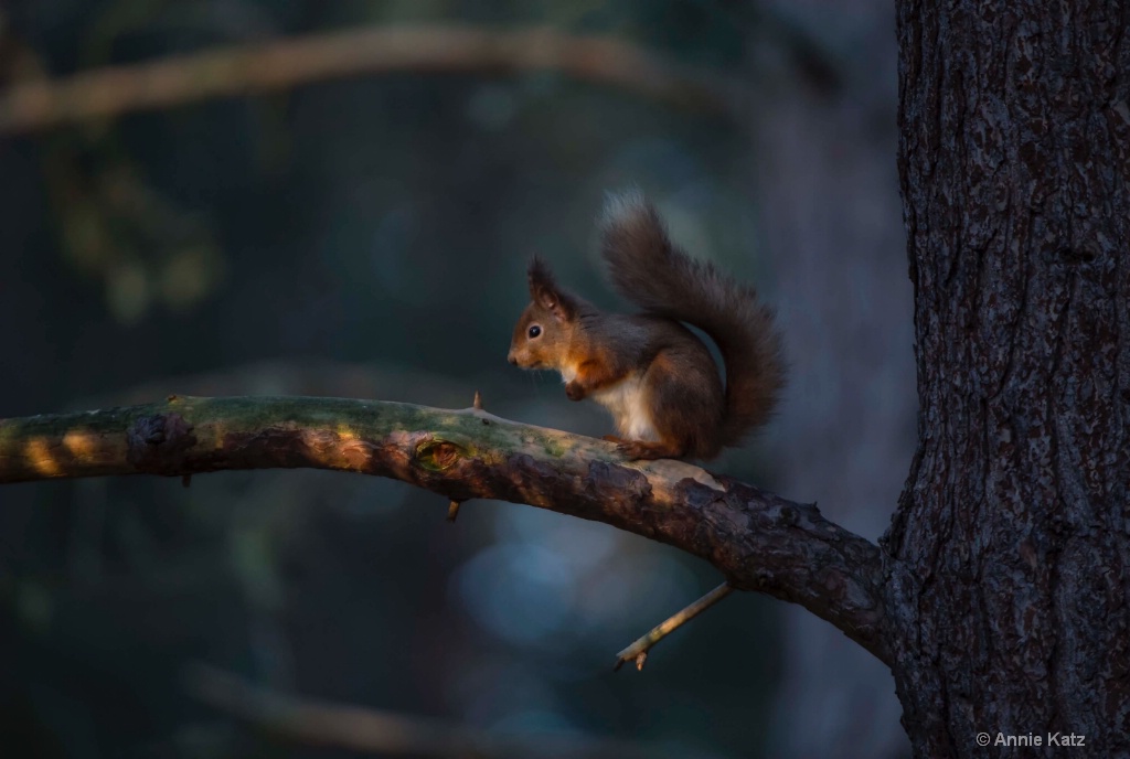 Squirrel on Limb - ID: 15378863 © Annie Katz