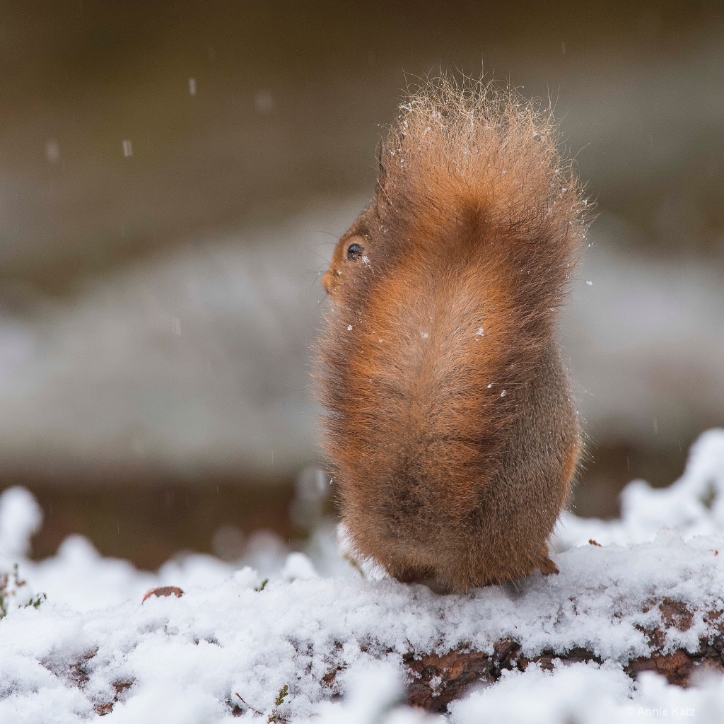 Squirrel Tail - ID: 15378864 © Annie Katz