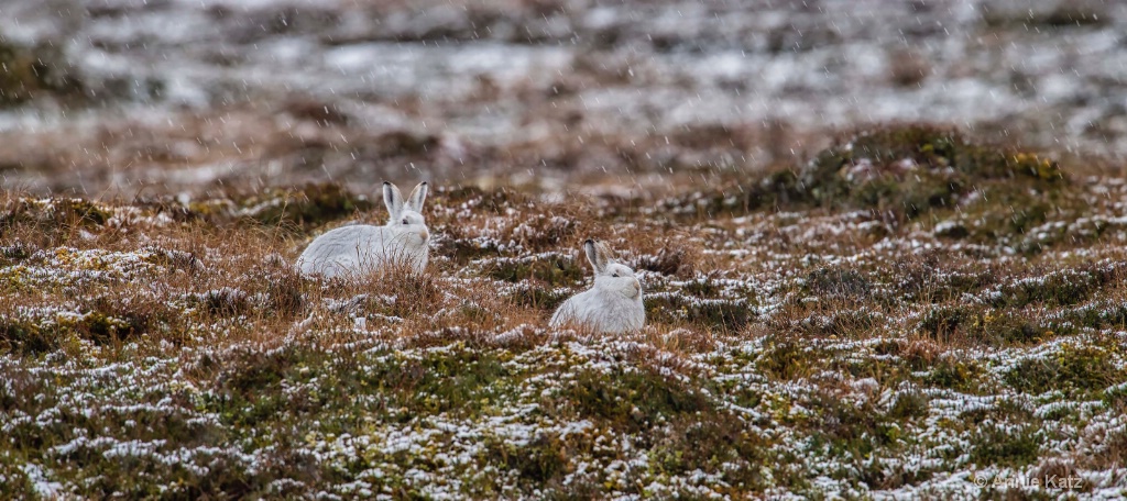 Two Mountain Hares - ID: 15378873 © Annie Katz
