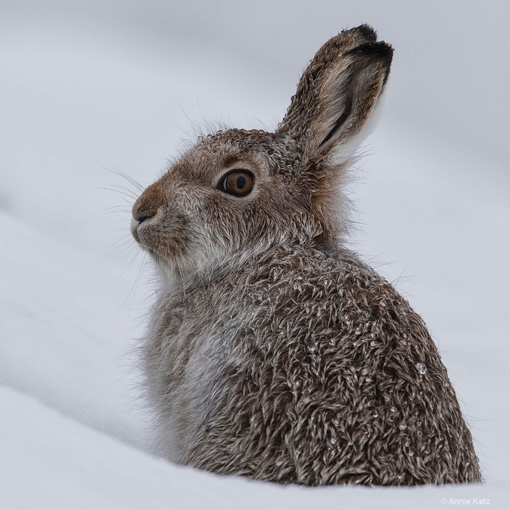 Wild Hare - ID: 15378880 © Annie Katz