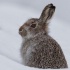 © Annie Katz PhotoID # 15378880: Wild Hare