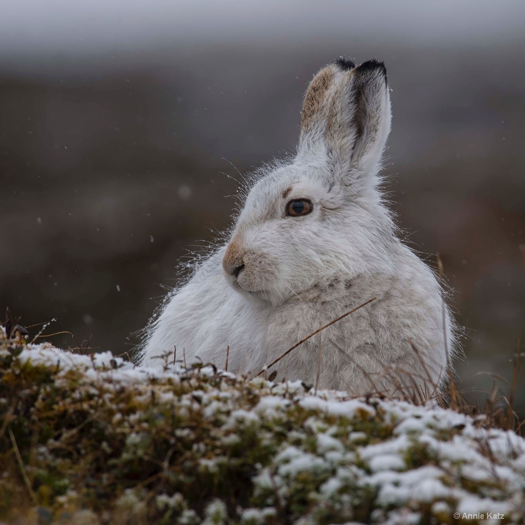 Winter Hare - ID: 15378882 © Annie Katz