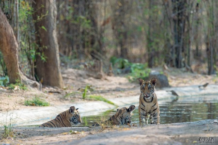 Bathtime ( sub-adult tiger cubs-enjoying cool dip)