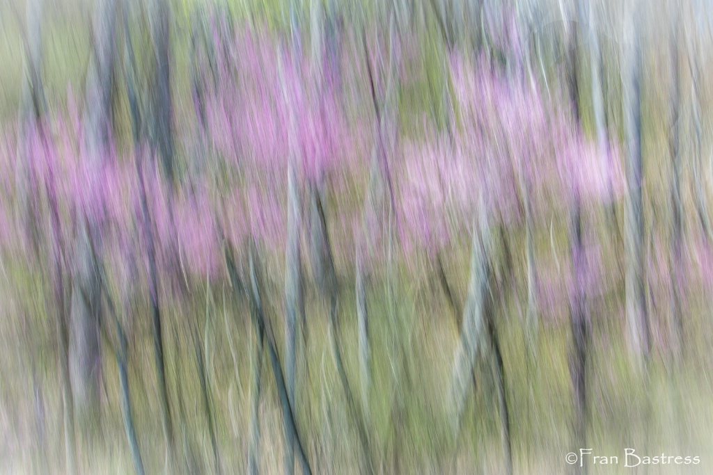 Redbud Trees in Abstract - ID: 15379081 © Fran  Bastress