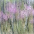 2Redbud Trees in Abstract - ID: 15379081 © Fran  Bastress