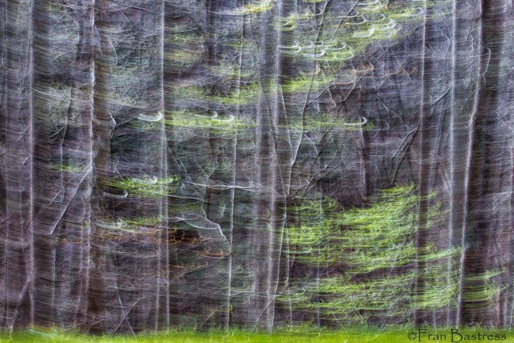 Forest Abstract - ID: 15379084 © Fran  Bastress