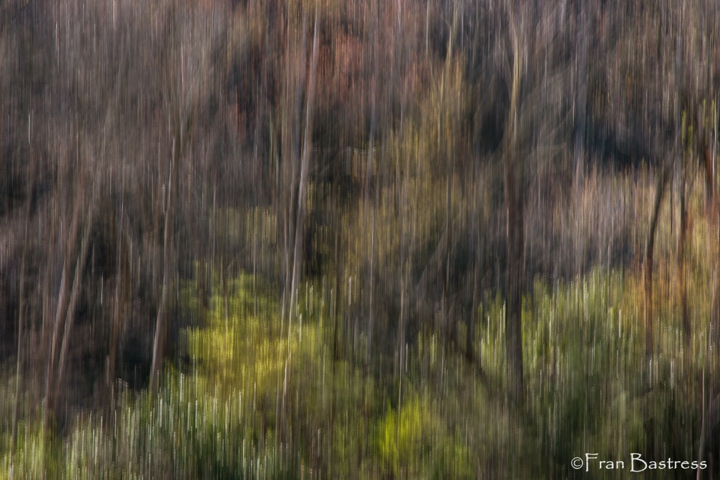 Woodland Abstract - ID: 15379088 © Fran  Bastress