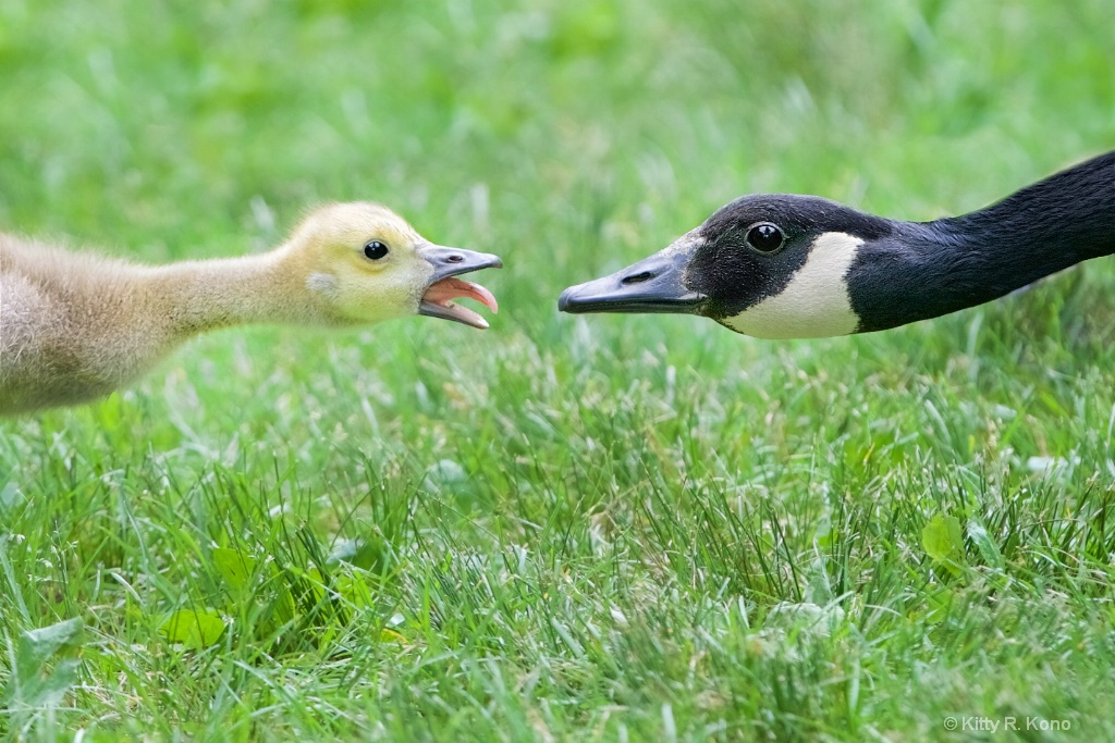 Back Talk at Eastern College Pond