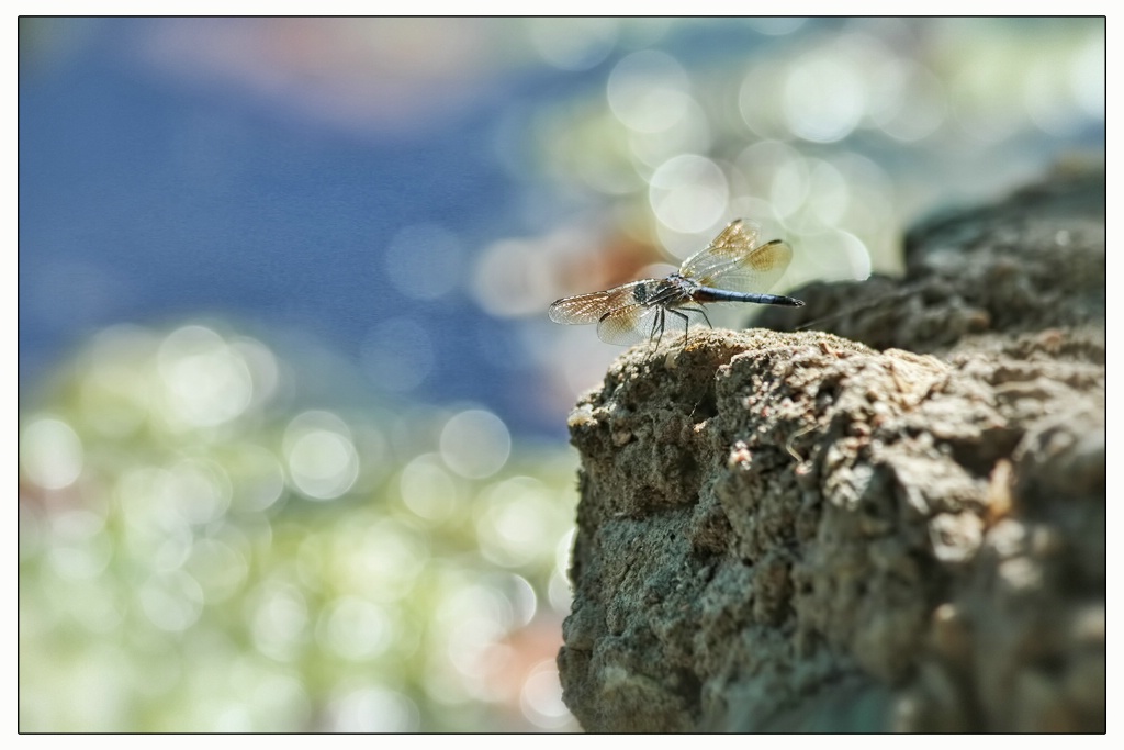 dragonfly overlooking lake