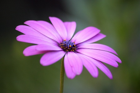 Cape marguerite #2