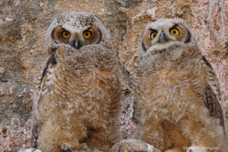 Two Owlets