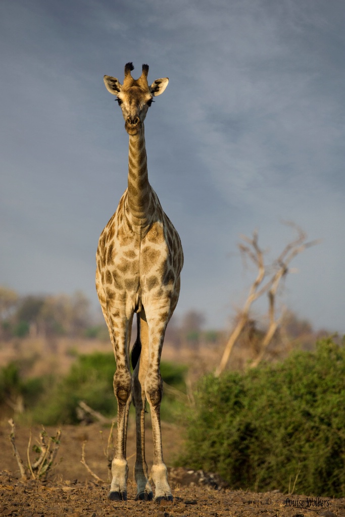 Young Giraffe - ID: 15379741 © Louise Wolbers