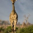 2Young Giraffe - ID: 15379741 © Louise Wolbers