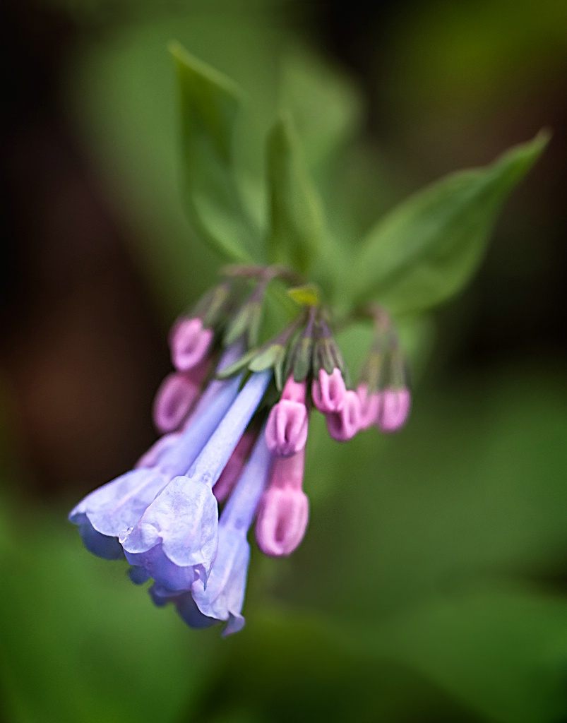 Blue Bells and Buds    