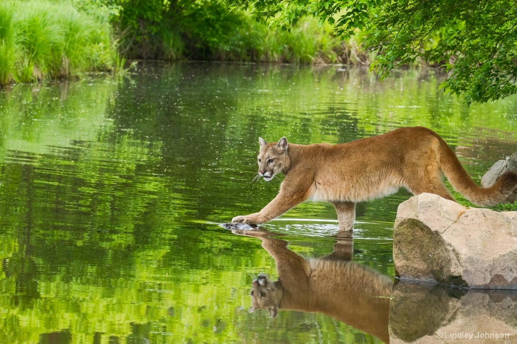 Tiptoe into the Pond