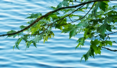 Leaves & Water