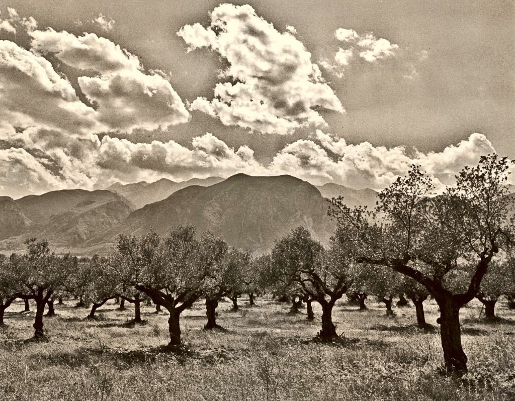 Olive Trees at the valley of Sparta.
