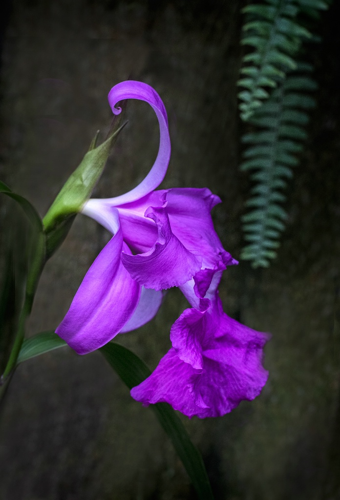 Purple Orchid  