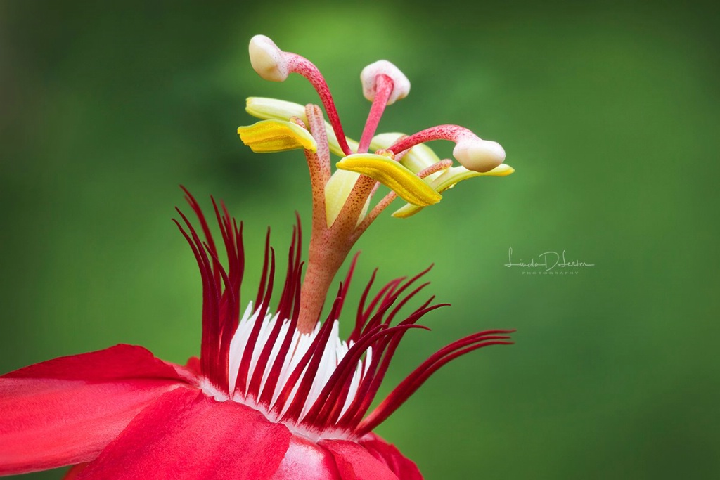 Upclose of the Red Passion