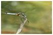 blue dasher drago...