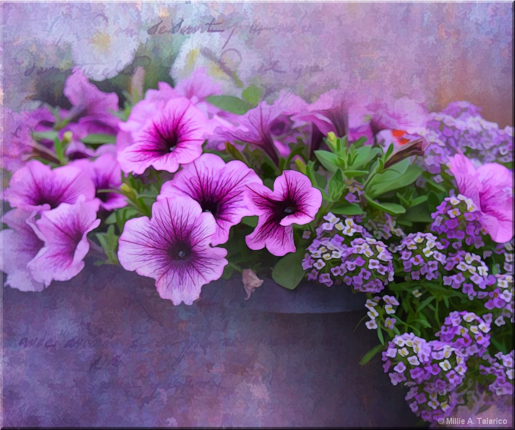 Purple Flowers