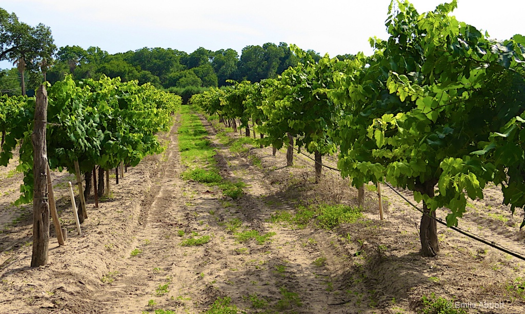 Vineyard - ID: 15379948 © Emile Abbott