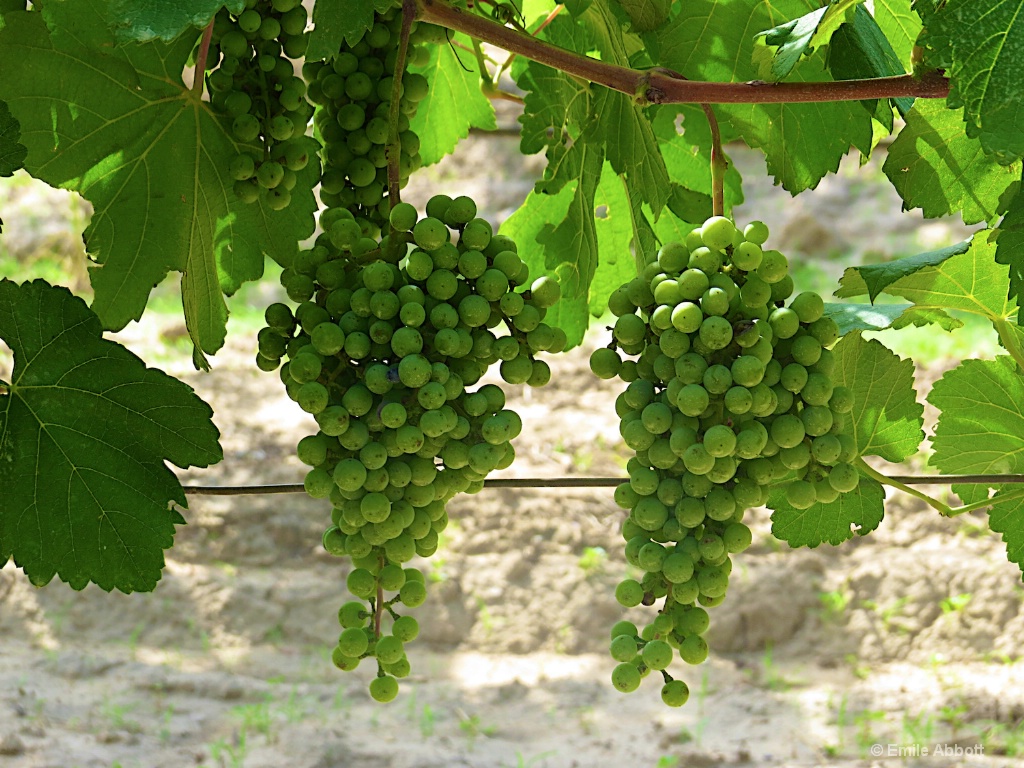 Grapes - ID: 15379949 © Emile Abbott