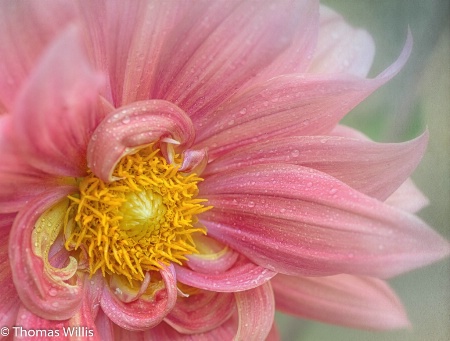 Morning Dahlia