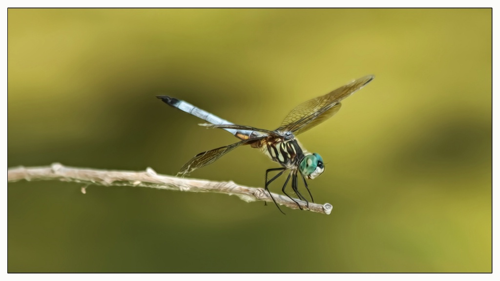 blue dasher dragonfly