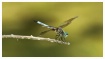 blue dasher drago...