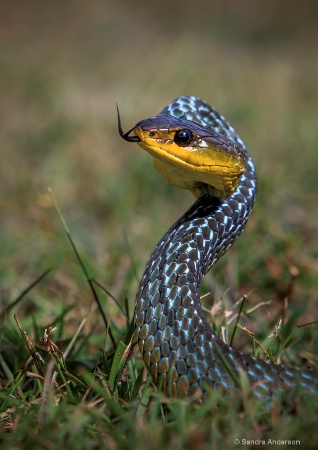 Tree Snake (Australia)