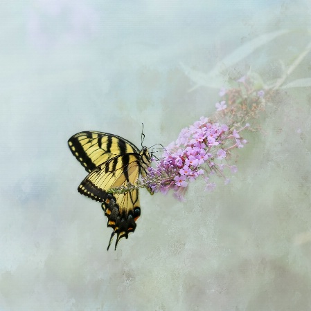 Butterfly in the Mist