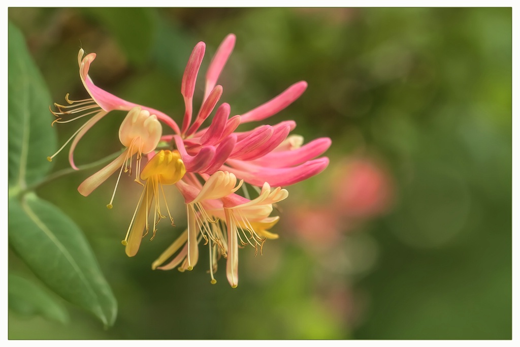 honeysuckle colors