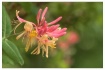 honeysuckle color...