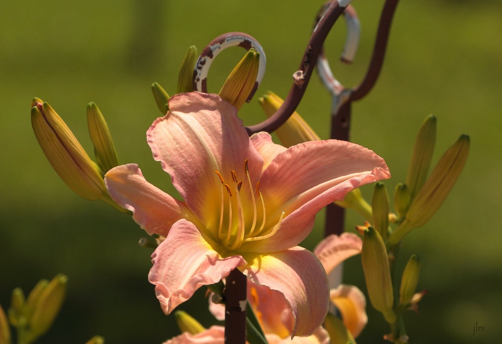 My Garden Lily