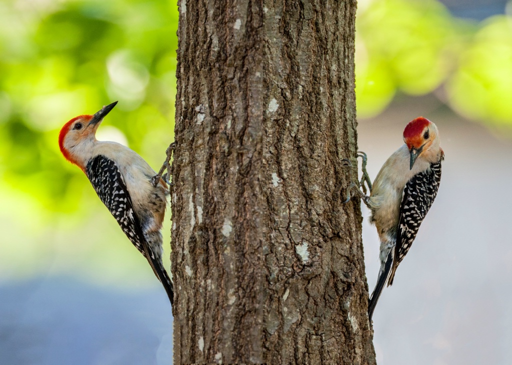 Pair of Peckers