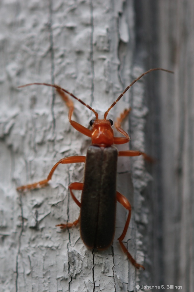 Soldier Beetle - ID: 15381104 © Johanna S. Billings