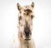 Icelandic horse
