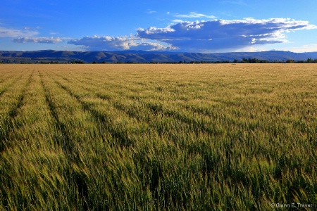 Amber Waves of Grain