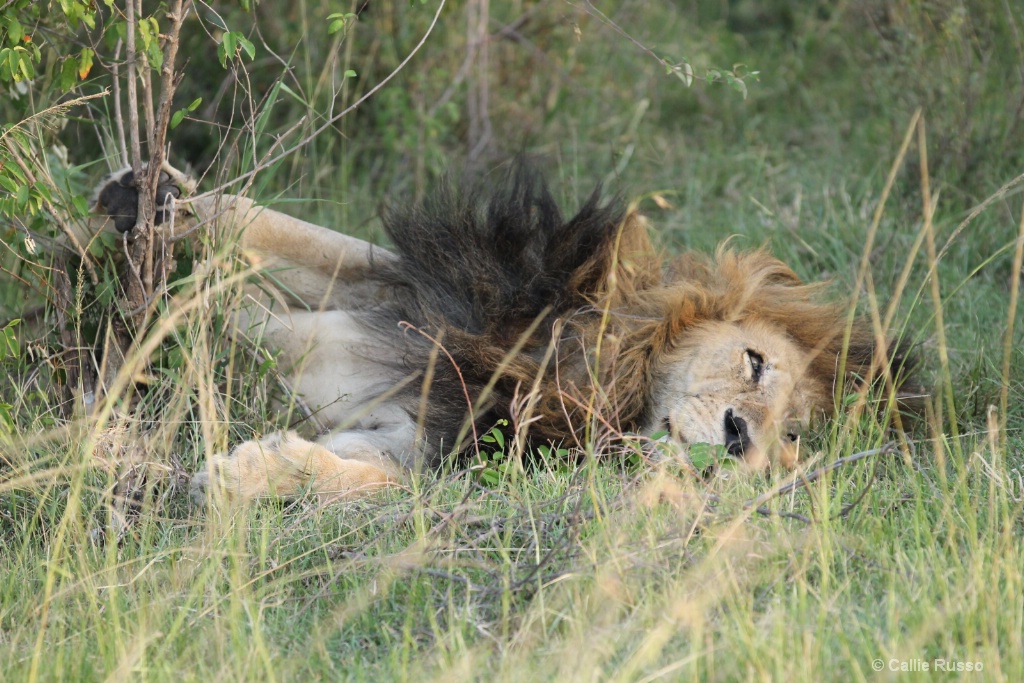 Lazy Lion