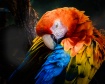 Colors of a Macaw