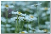 daisies