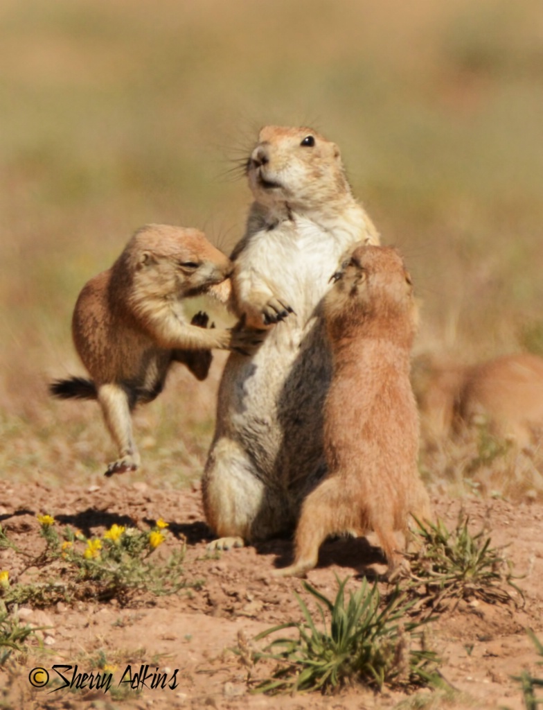 Prairie dogs - ID: 15381363 © Sherry Karr Adkins
